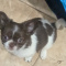 Full AKC   Apple Head Female   Chihuahua