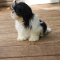 Purebred Shih Tzu M Gorgeous Small