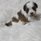 Havashu  havanese - shih tzu  So Sweet