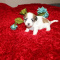 Havashu  Shih tzu - Havanese