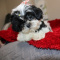 AKC purebred Small  Shih tzu girl