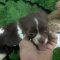 Full AKC   Female Chihuahua