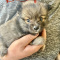 Beautiful pomeranian/ mini border collie/ yorkie puppies