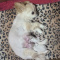Tcup Apple Head Female Chihuahua