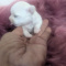 Tiny Female Chihuahua