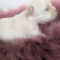 Pearl  Apple Head Short Muzzle Long Coat   Female Chihuahua