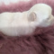 LC Apple Head Female Chihuahua