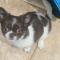 Faith Full AKC Female Chihuahua
