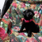 AKC Labrador Retriever puppies