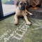 The Healing Power of Dogs in Recovery