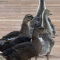 2 Geese and 3 ducks $50