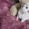 LC Apple Head Female Chihuahua Pearl