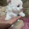 Tcup Apple Head Female Chihuahua