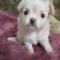 Pearl  Apple Head Short Muzzle Long Coat   Female Chihuahua
