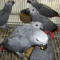 Friendly male and female Congo African Grey Parrots