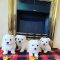 Adorable outstanding Maltese puppies