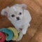 Pearl  Apple Head Short Muzzle Long Coat   Female Chihuahua