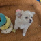 LC Apple Head Female Chihuahua