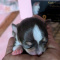 Candies teacup Chihuahua Puppies