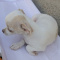 Chihuahua  Full AKC Snow White