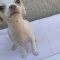 Full AKC Snow White SC Female Chihuahua