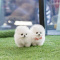 Super Adorable Mini Toy Pomeranian