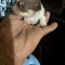 Fievel Mousekowitz Tiny Teacup SC Chihuahua Male