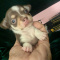 Candies teacup Chihuahua Puppies