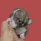 Cookie Smooth Coat Brindle