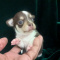 Candie  Smooth Coat  Chocolate n White Female