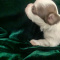 Prince White With Chocolate Spots Long Coat