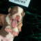 Charlie Brown SC Chihuahua
