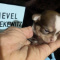 Fievel Mousekowitz  Tiny Apple Head Chihuahua  Male