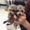 Baby Racoons looking for homes