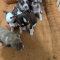 Candies Apple Head Puppies