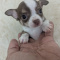 Charlie Brown SC Chihuahua