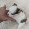 Prince White With Chocolate Spots Long Coat