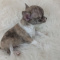 Cookie Smooth Coat Brindle
