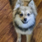 Rehoming 7 month old Pomeranian/ mini Border Collie/ Yorkie pup