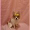 Pomeranian-Female- Sydney