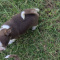Charlie Brown SC Apple Head Chihuahua Tiny Male