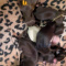 Chocolate LC Chihuahua Puppies