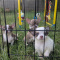 Prince LC Apple Head Chihuahua Male