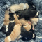Labrador Puppies Available for Loving Homes