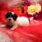 Havashu   Super Sweet Daffodil