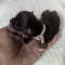 Prince LC Male Chihuahua