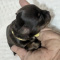 Chocolate Apple Head Puppies