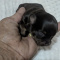 Tiny Long Coat Chihuahua Females