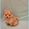 Pomerania-Timmy- Male