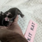 Chocolate LC Chihuahua Puppies Females